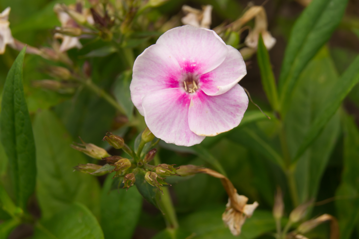 Phlox Paniculata-Hybr. 'Apanatschi' (ehemals amplifolia)