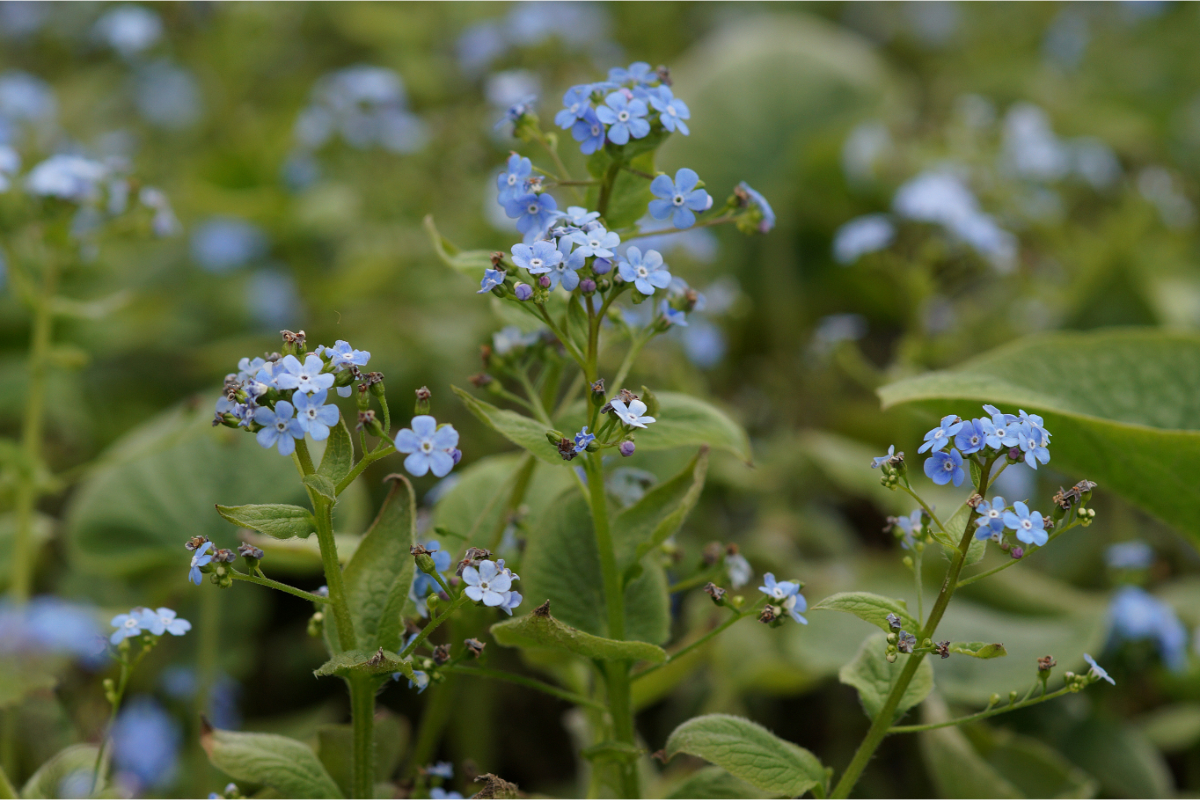 Brunnera macrophylla - Kaukasus-Vergißmeinnicht