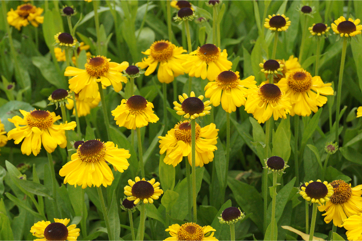 Helenium bigelovii 'The Bishop' ('Superbum') - Sommer-Sonnenbraut