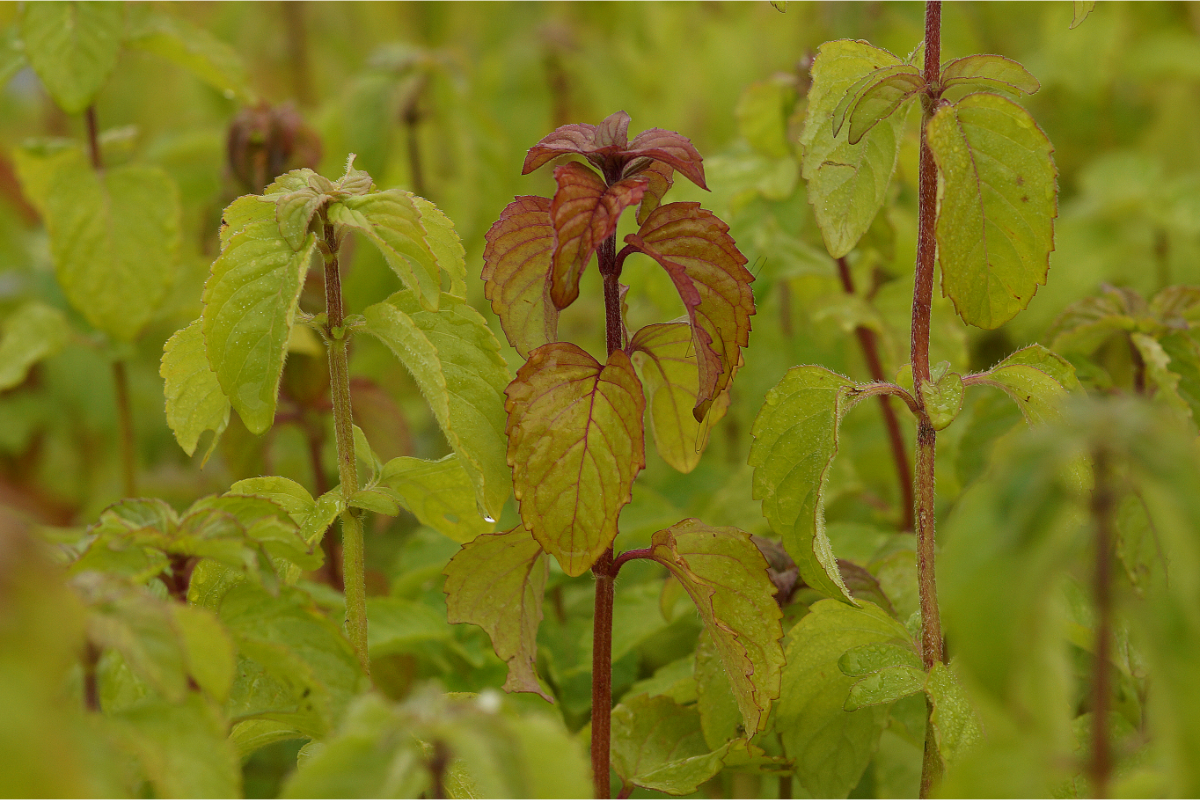 Mentha aquatica - Wasserminze