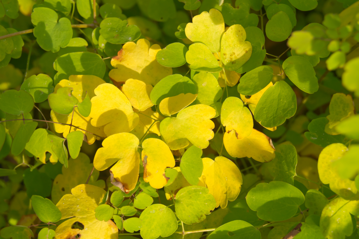 Thalictrum delavayi 'Splendide' (R)