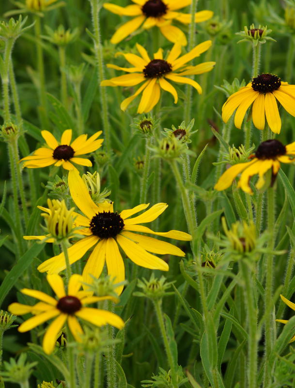 Rudbeckia missouriensis