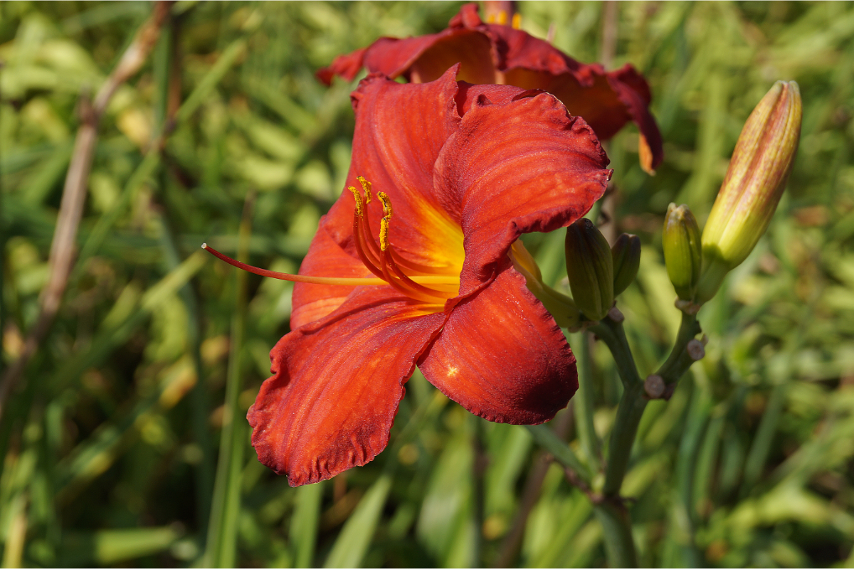Hemerocallis Hybride 'Chicago Apache'