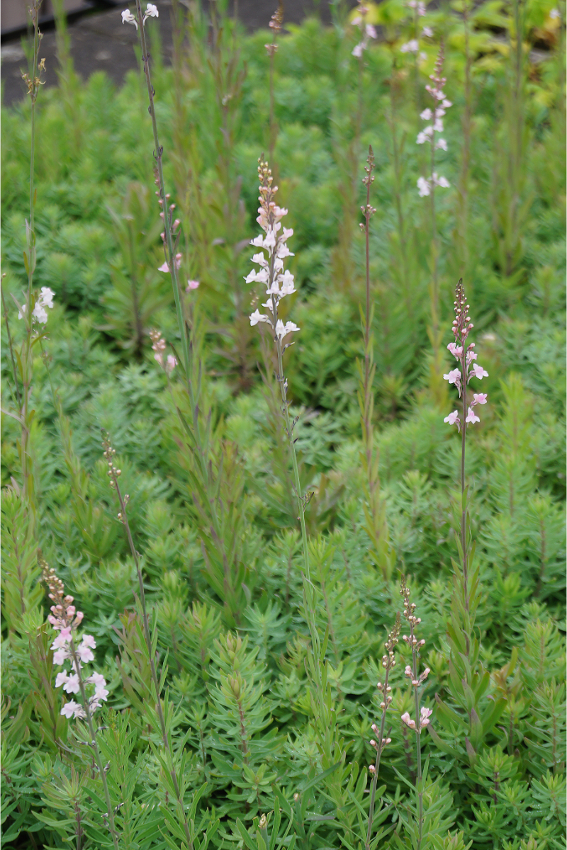 Linaria purpurea 'Canon J.Went'