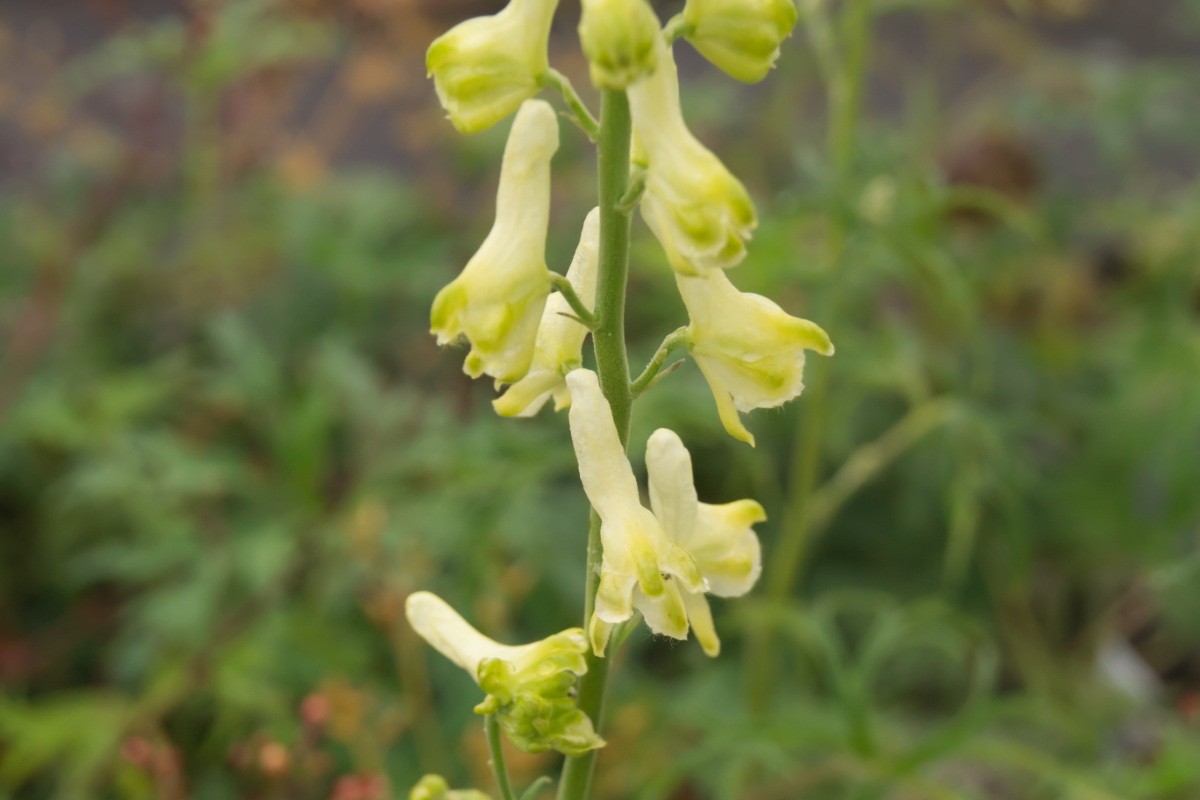 Aconitum barbatum