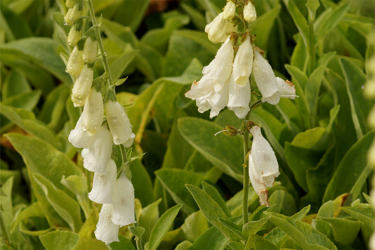 Digitalis purpurea 'Alba'