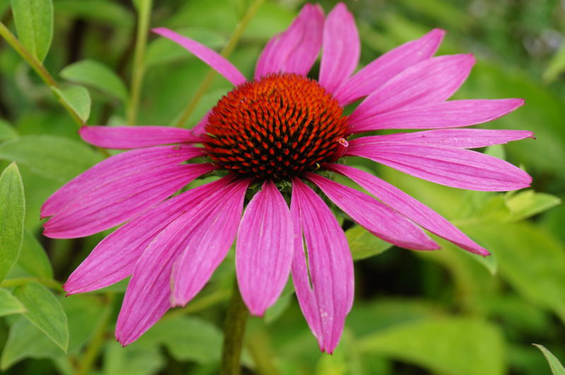 Echinacea purpurea 'Rubinstern' - Sonnenhut