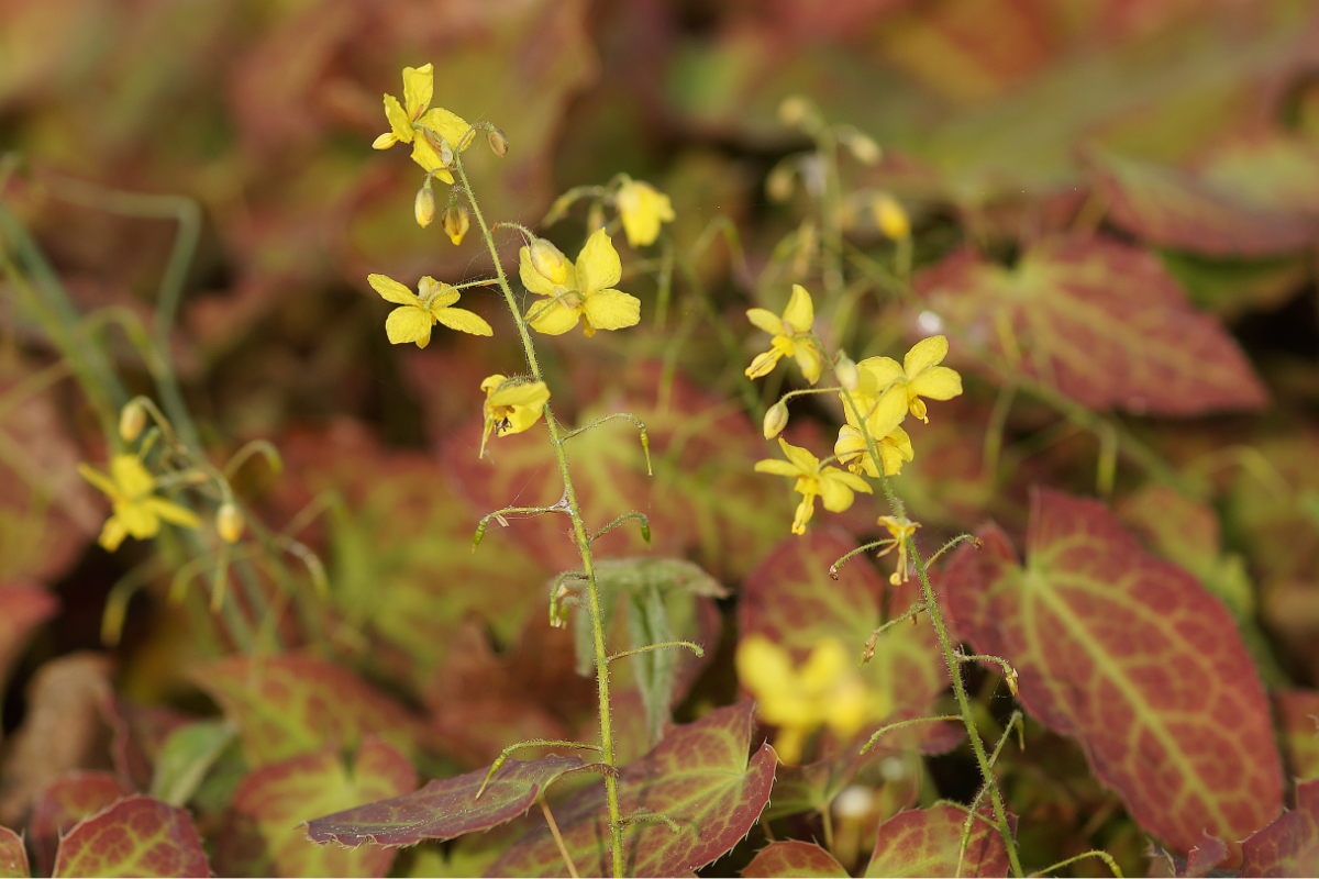 Epimedium x perralchicum 'Frohnleiten' - Elfenblume