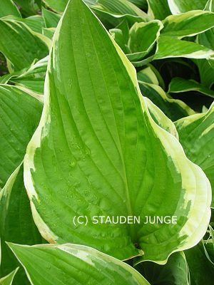 Hosta x fortunei 'Aureo-Marginata'