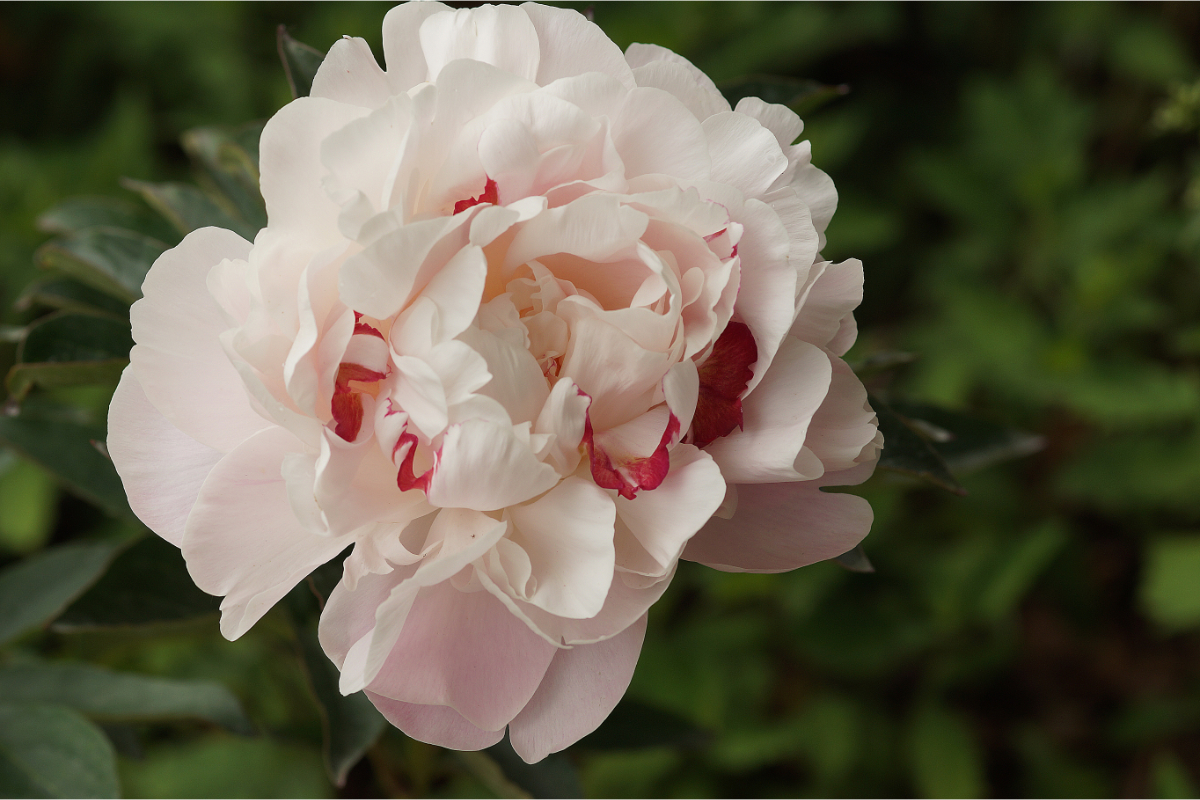 Paeonia Lactiflora-Hybr. 'Nick Shaylor'