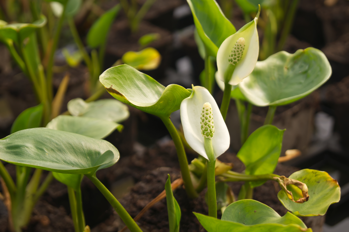 Calla palustris