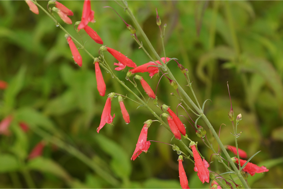 Penstemon barbatus 'Coccineus' - Scharlachroter Bartfaden