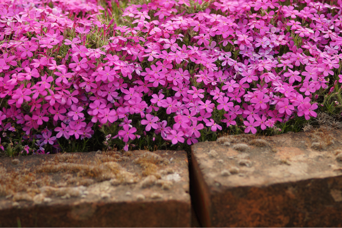 Phlox Douglasii-Hybr. 'Crackerjack'