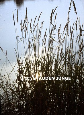 Phalaris arundinacea - Rohrglanzgras