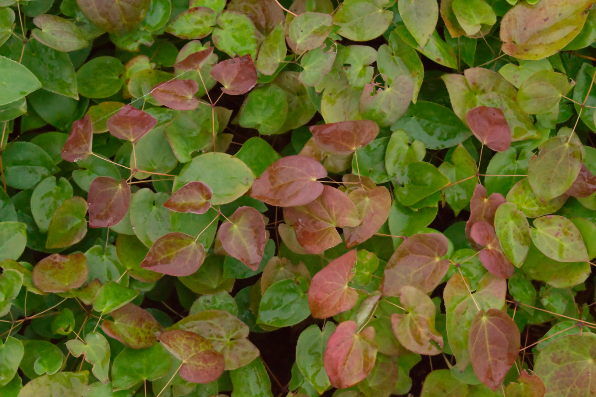 Epimedium x versicolor 'Sulphureum'