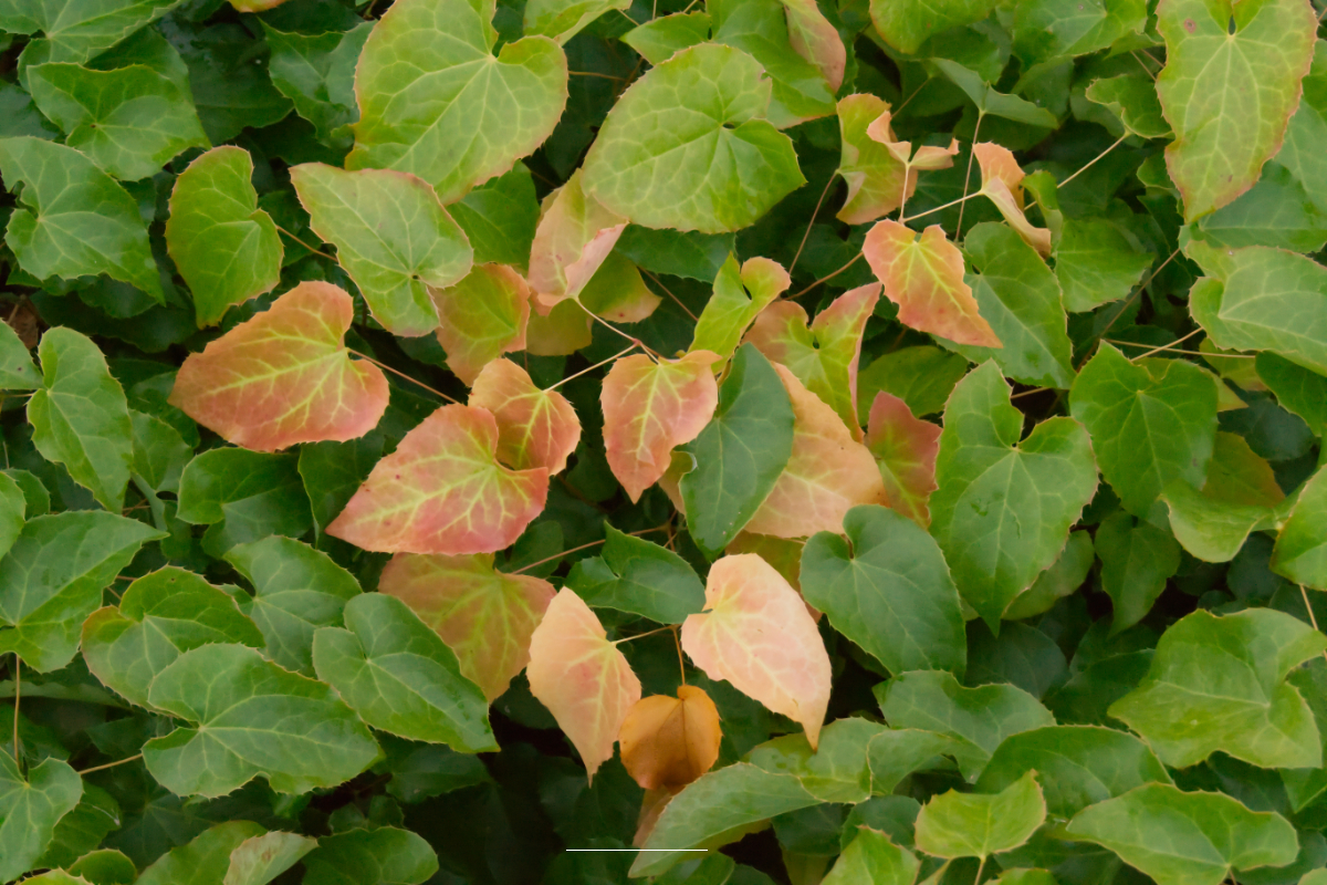 Epimedium x perralchicum 'Frohnleiten'