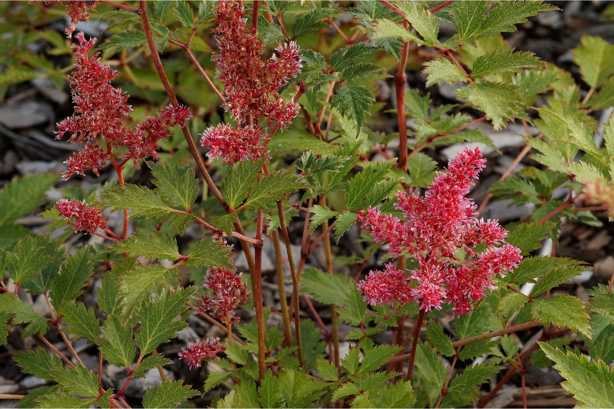Astilbe Japonica-Hybr. 'Bremen' - Prachtspiere