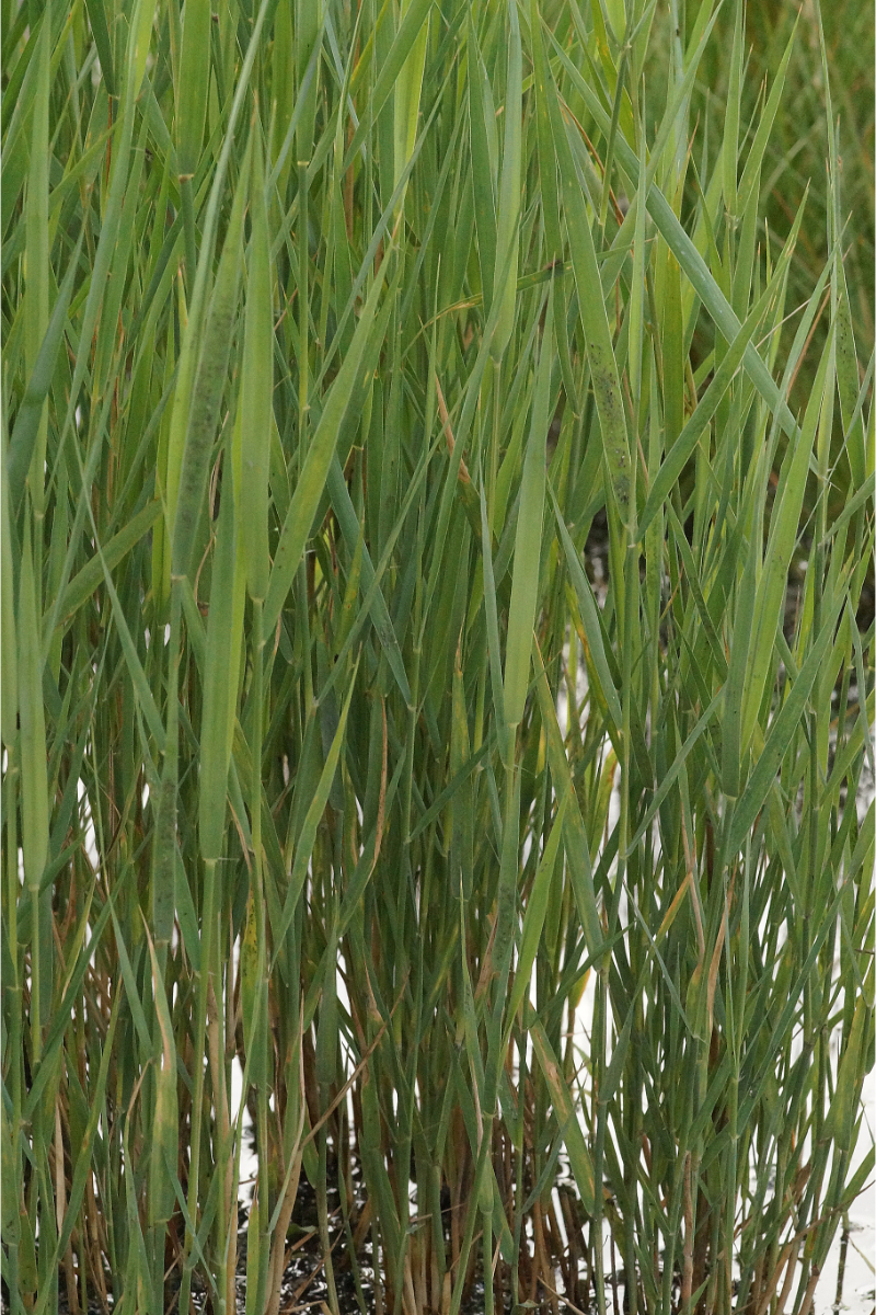 Phragmites australis var. humilis
