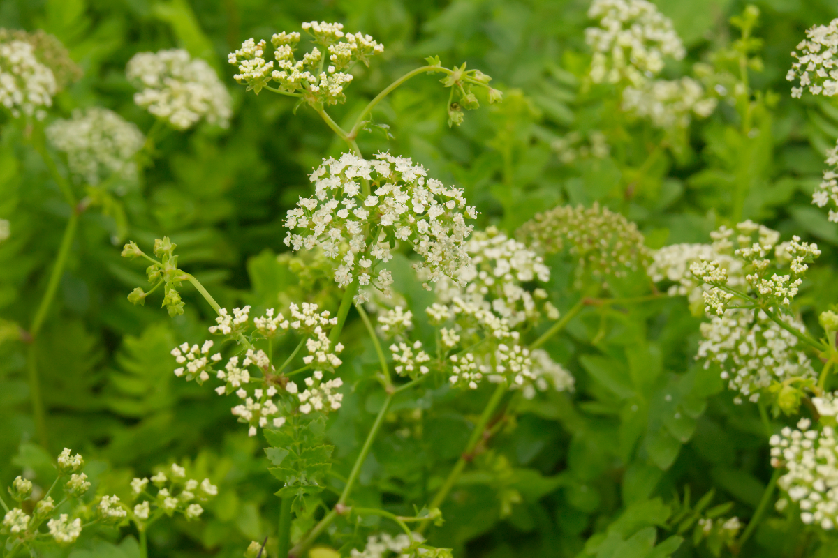 Apium (Helosciadium) nodiflorum