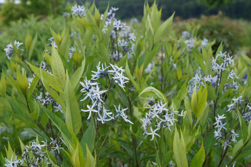 Amsonia tabernaemontana