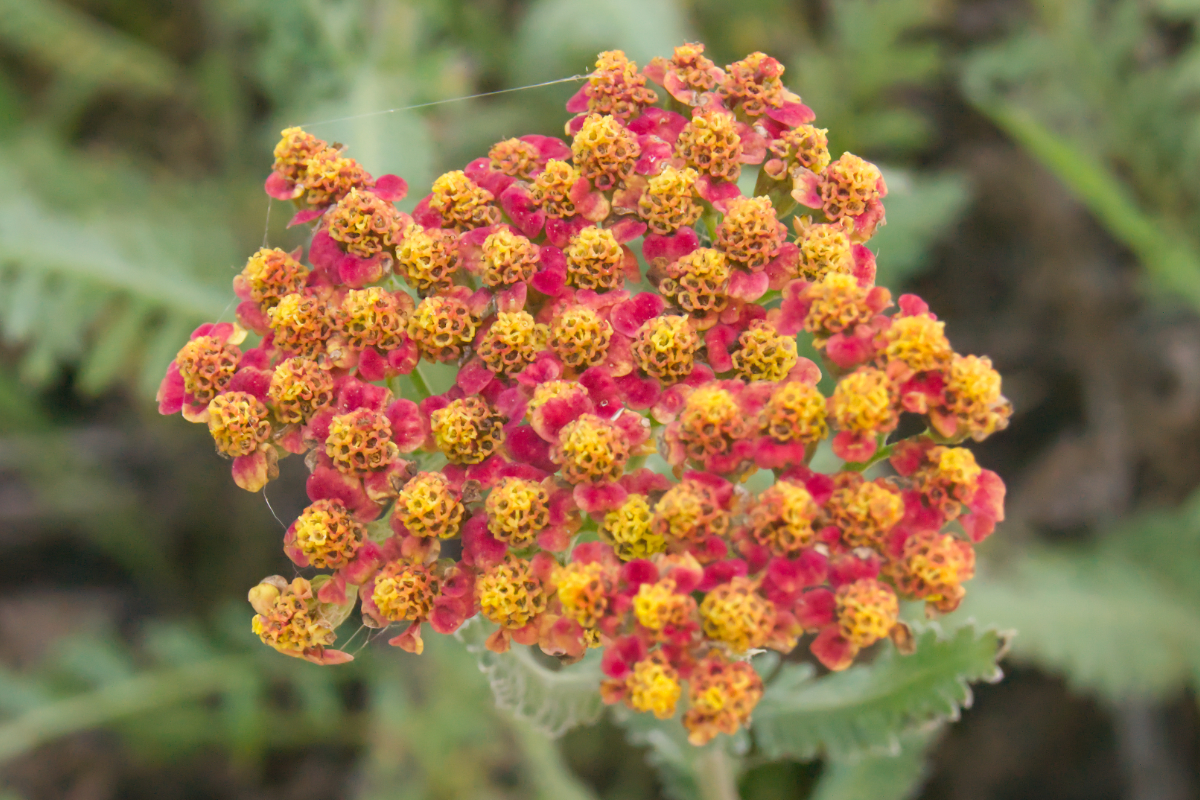 Achillea Filipendulina-Hybr. 'Walter Funcke'