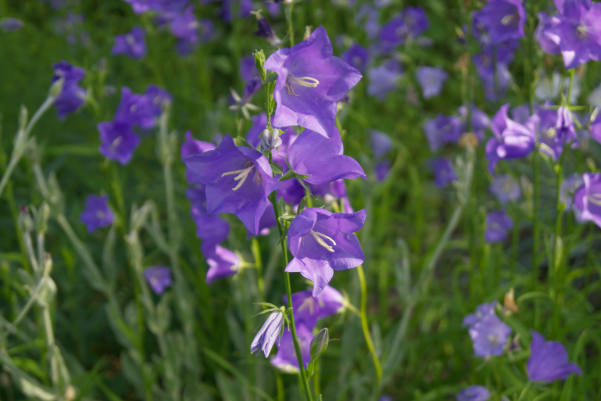 Campanula persicifolia 'Grandiflora Coerulea'