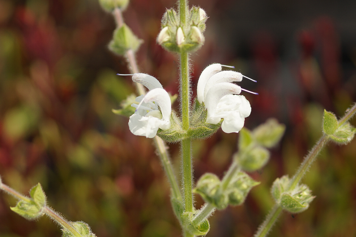 Salvia argentea