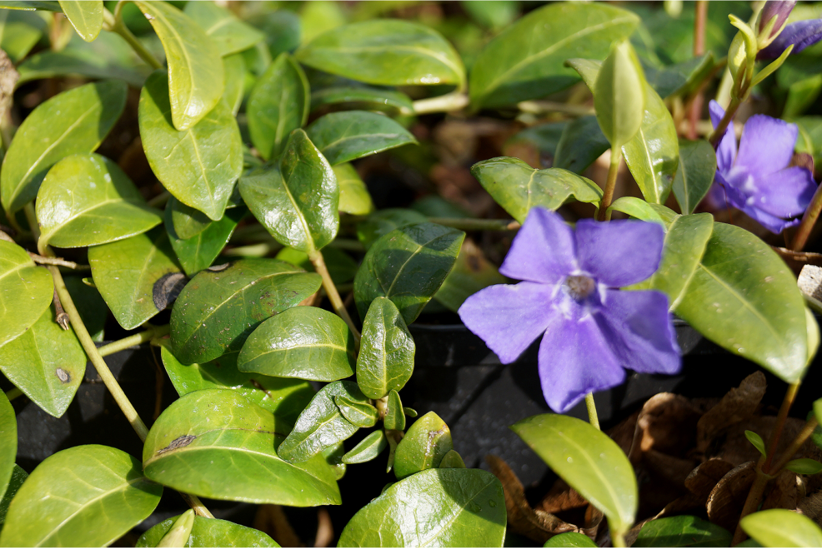 Vinca minor 'Bowles'
