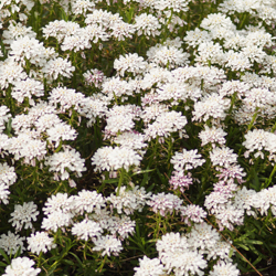Schleifenblume 'Fischbeck' (Iberis) Schleifenblume 'Fischbeck' (Iberis)