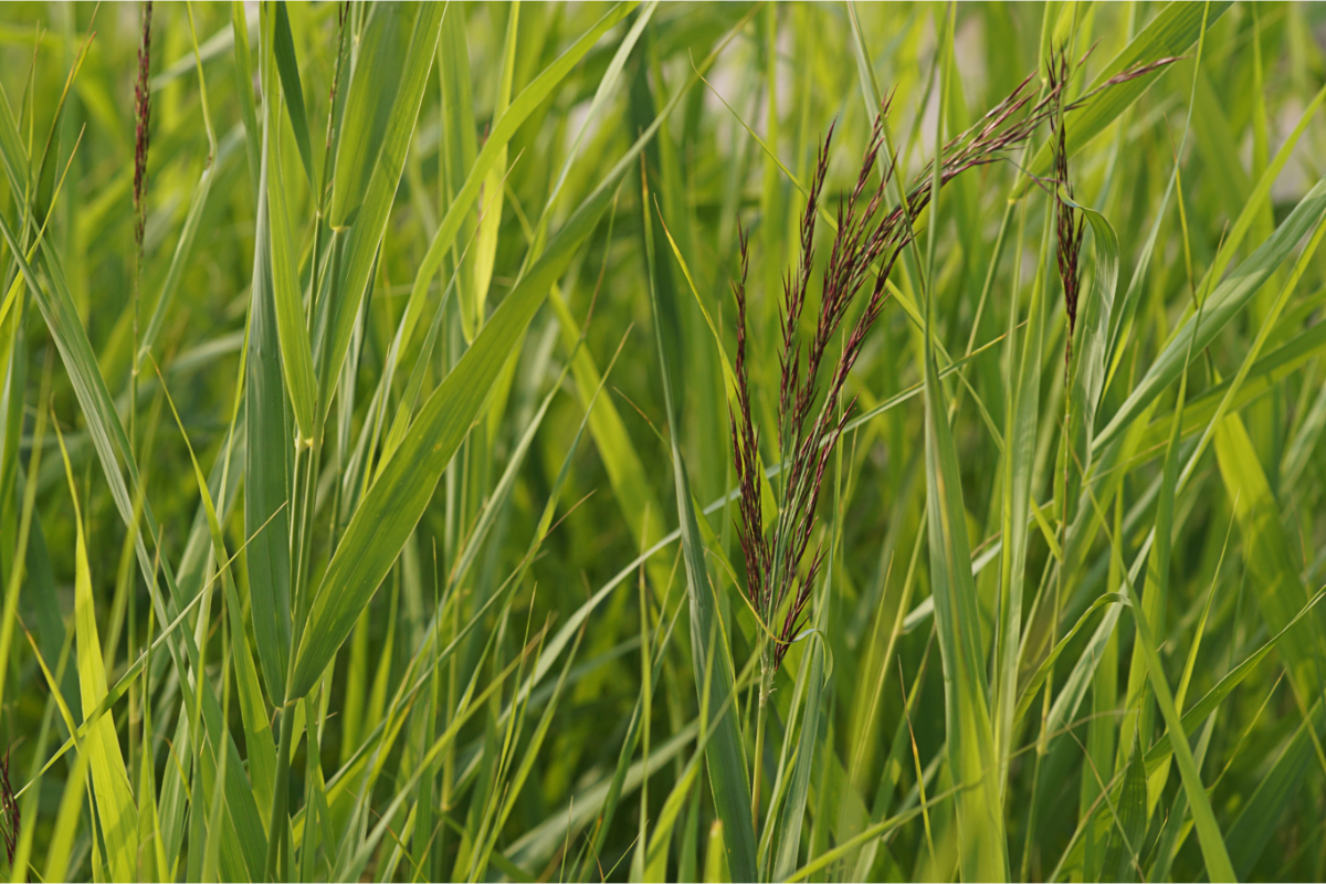 Phragmites australis var. humilis