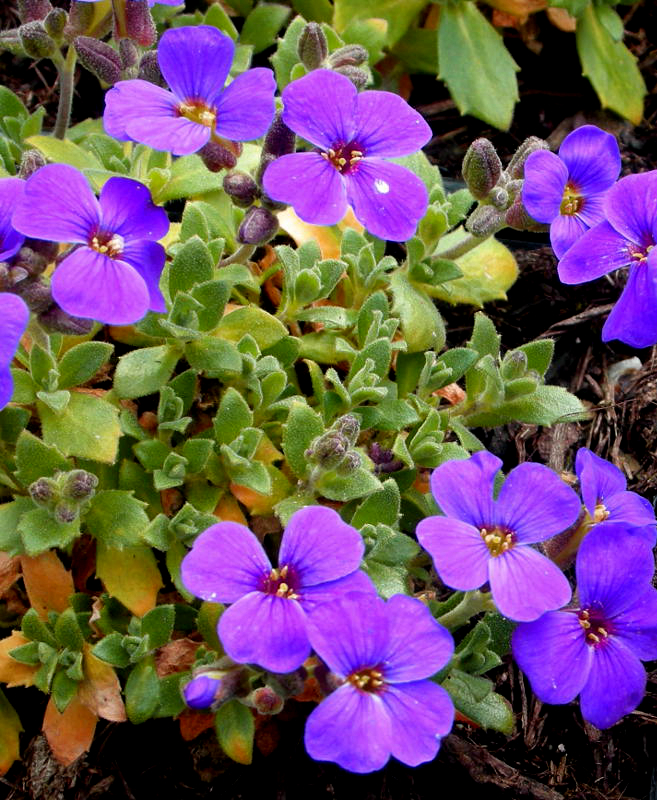Aubrieta Hybride 'Hamburger Stadtpark'