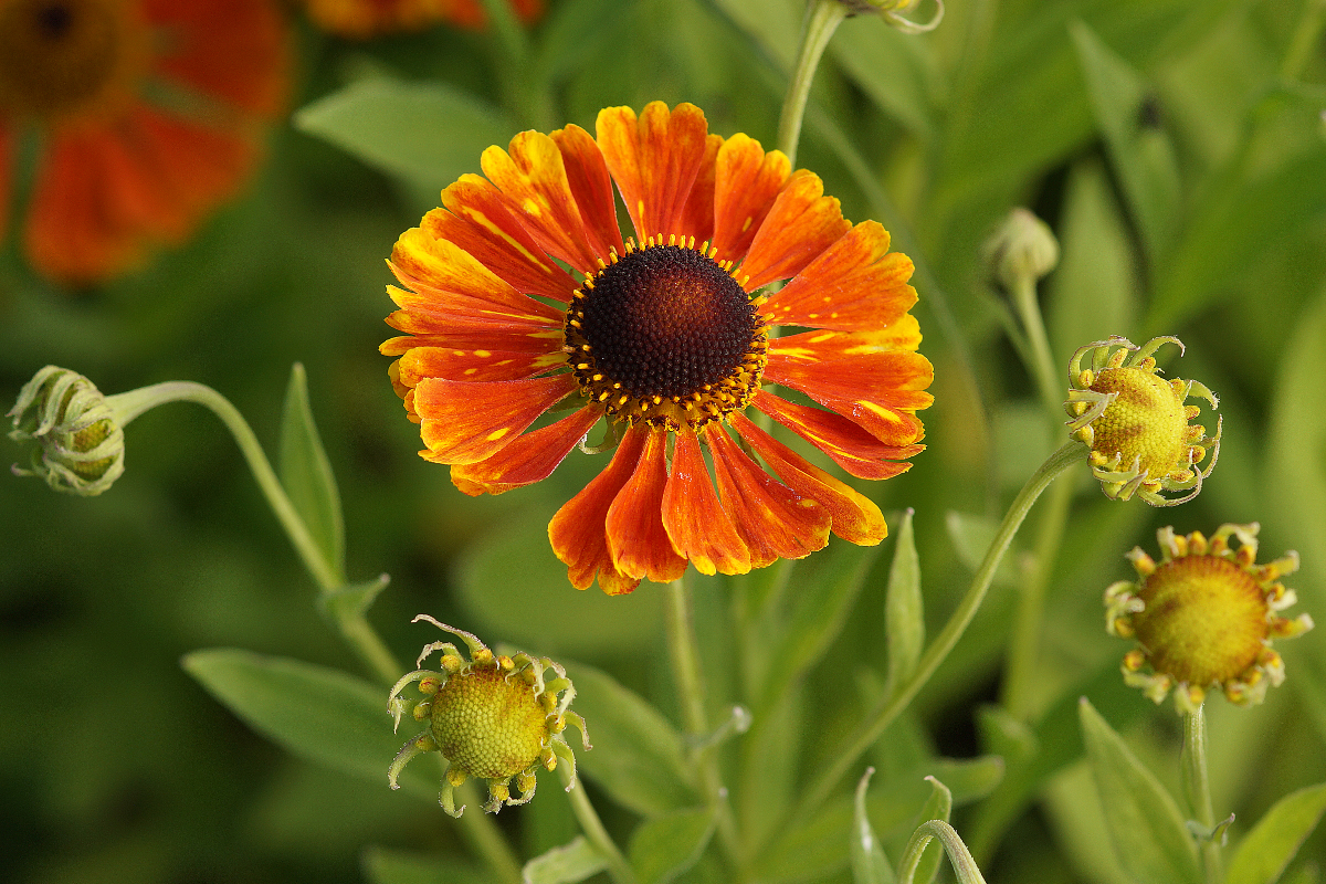 Helenium Hybride 'Waltraud'