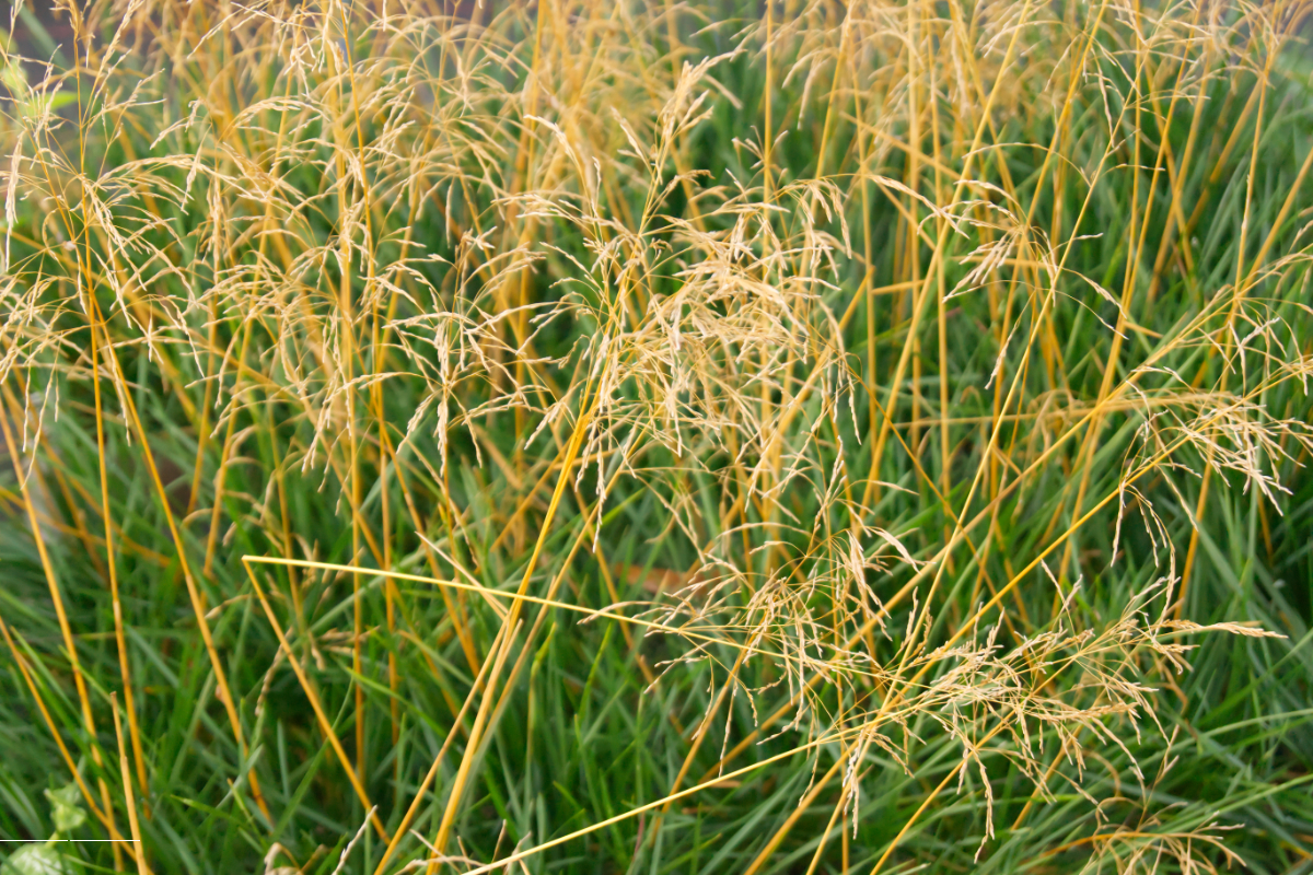 Deschampsia cespitosa 'Palava'  - Waldschmiele