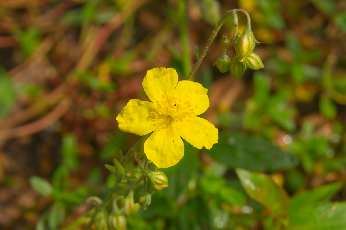Helianthemum nummularium