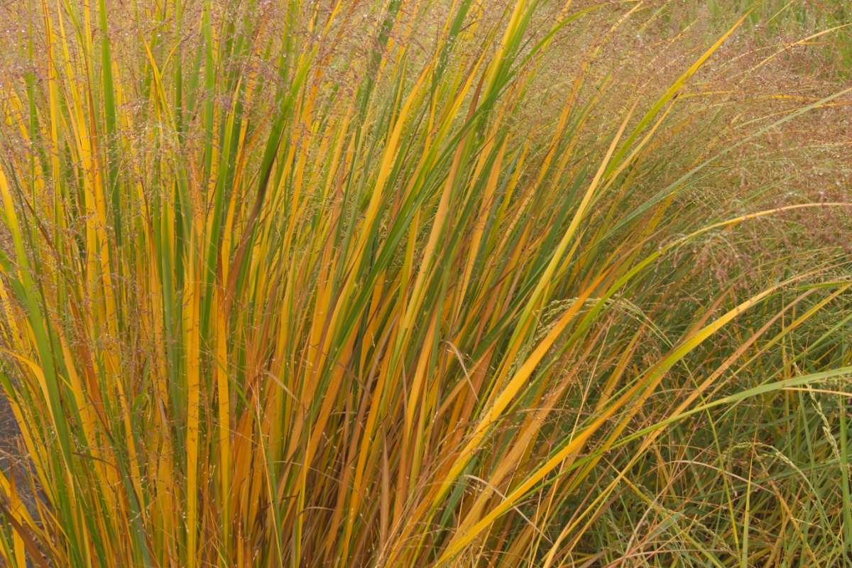 Panicum virgatum 'Northwind'