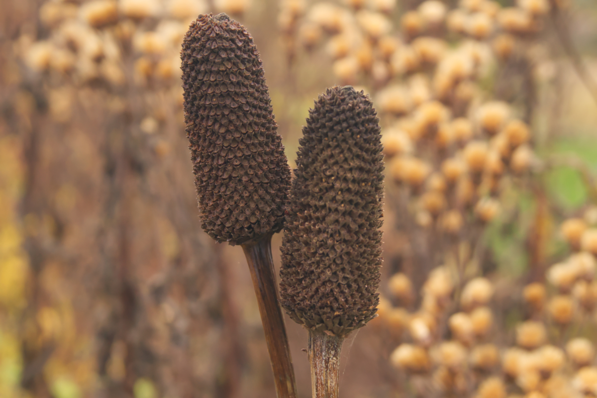 Rudbeckia maxima