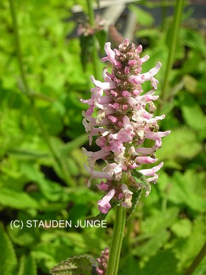 Betonica hirsuta 'Rosea' (Stachys monnieri 'Rosea') - Dichtblütiger Ziest