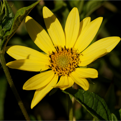 Helianthus microcaphalus Lemon Queen