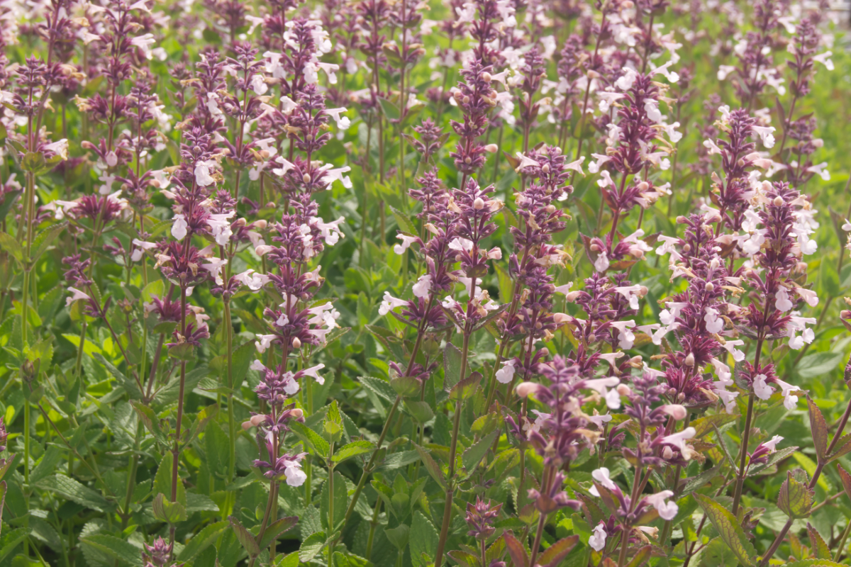 Nepeta grandiflora 'Florina'
