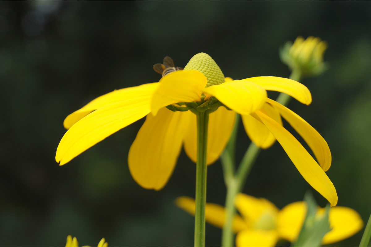 Rudbeckia nitida 'Herbstsonne'