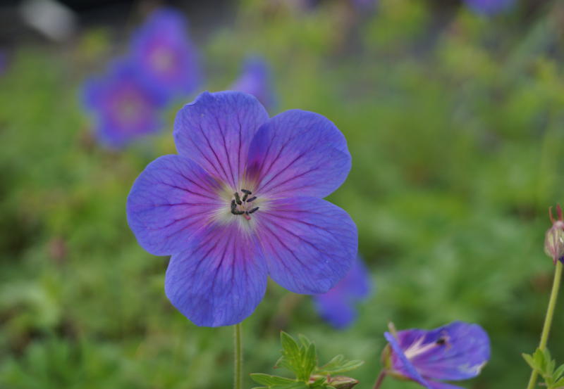 Geranium himalayense 'Gravetye'
