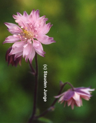 Aquilegia vulgaris plena 'Rose Barlow'