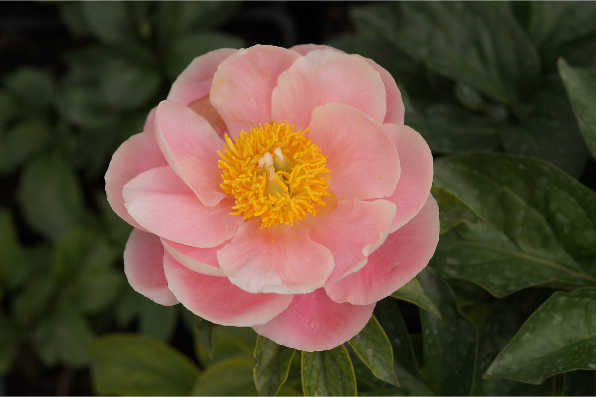 Paeonia Lactiflora-Hybr. 'Salmon Chiffon' - Edelpfingstrose