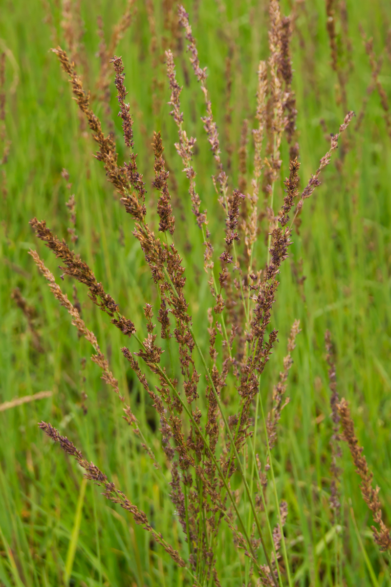 Molinia caerulea 'Moorhexe' - Kleines Pfeifengras