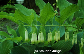 Polygonatum multiflorum - Salomonssiegel, Vielblütiges Salomonssiegel