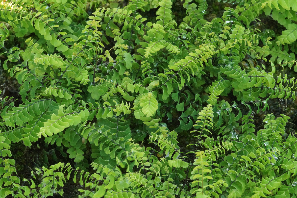 Adiantum pedatum var. aleuticum 'Imbricatum' gen. - Krauser Pfauenradfarn