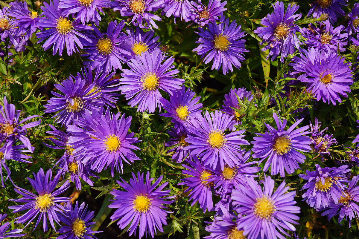 Aster Dumosus-Hybr. 'Blaue Lagune' - Kissenaster