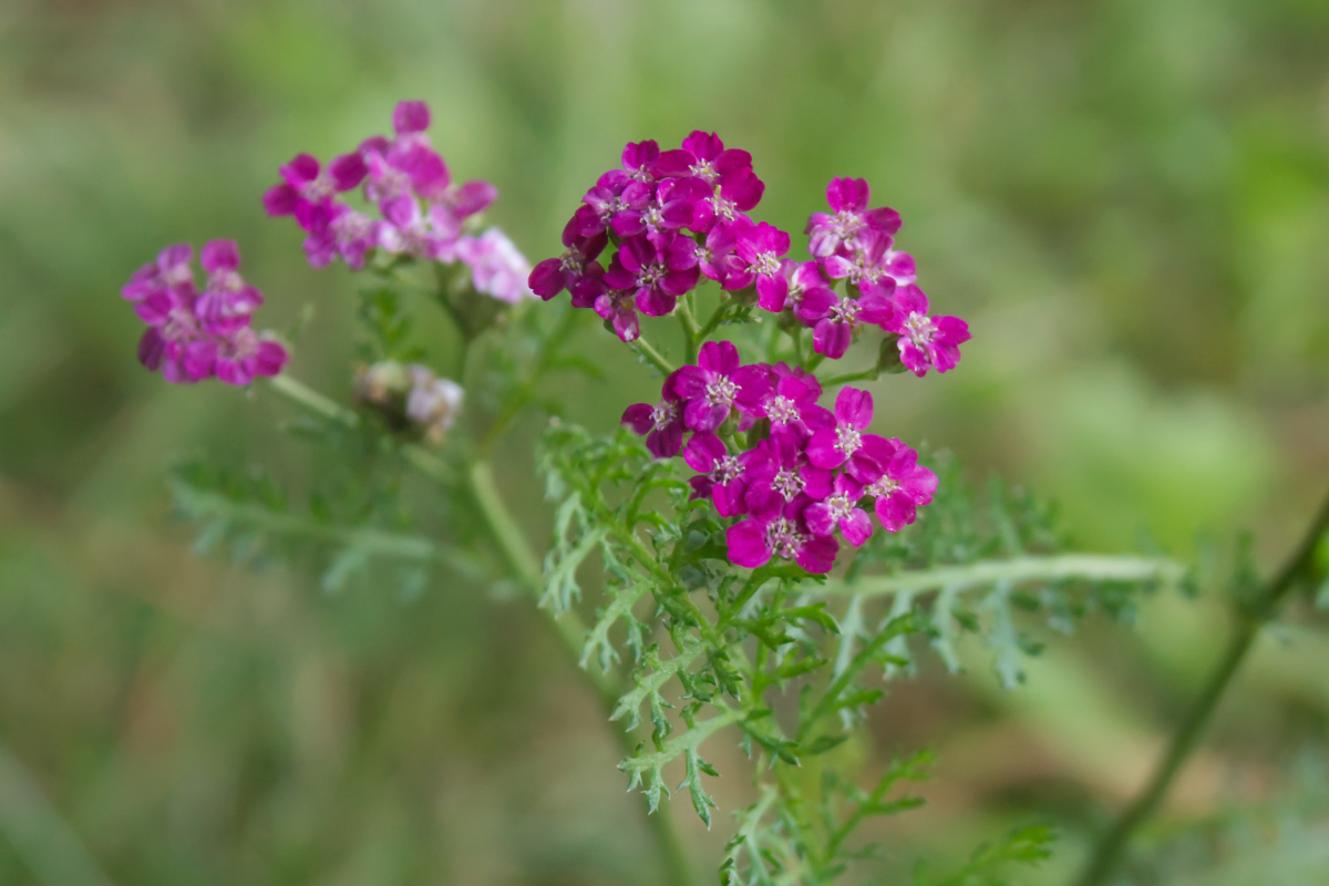 Achillea Millefolium-Hybr. 'Kelwayi'