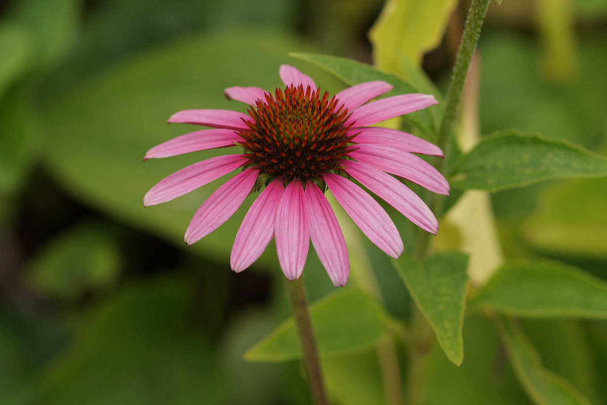 Echinacea purpurea (Rudbeckia) - Sonnenhut, Igelkopf