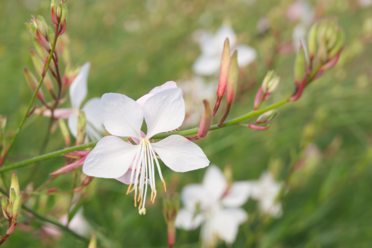 Gaura lindheimeri 'Summer Breeze'